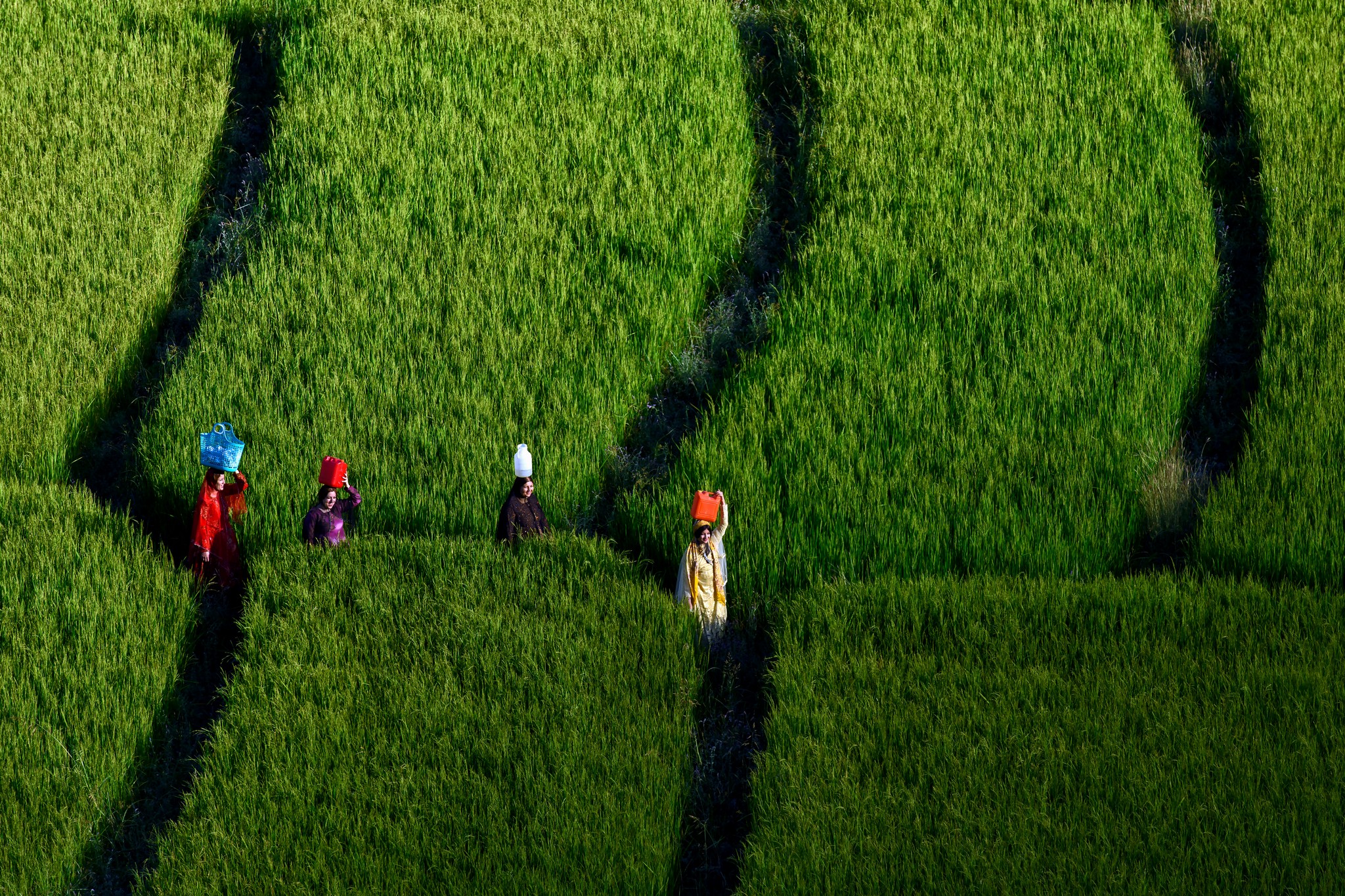 Women in rice paddy